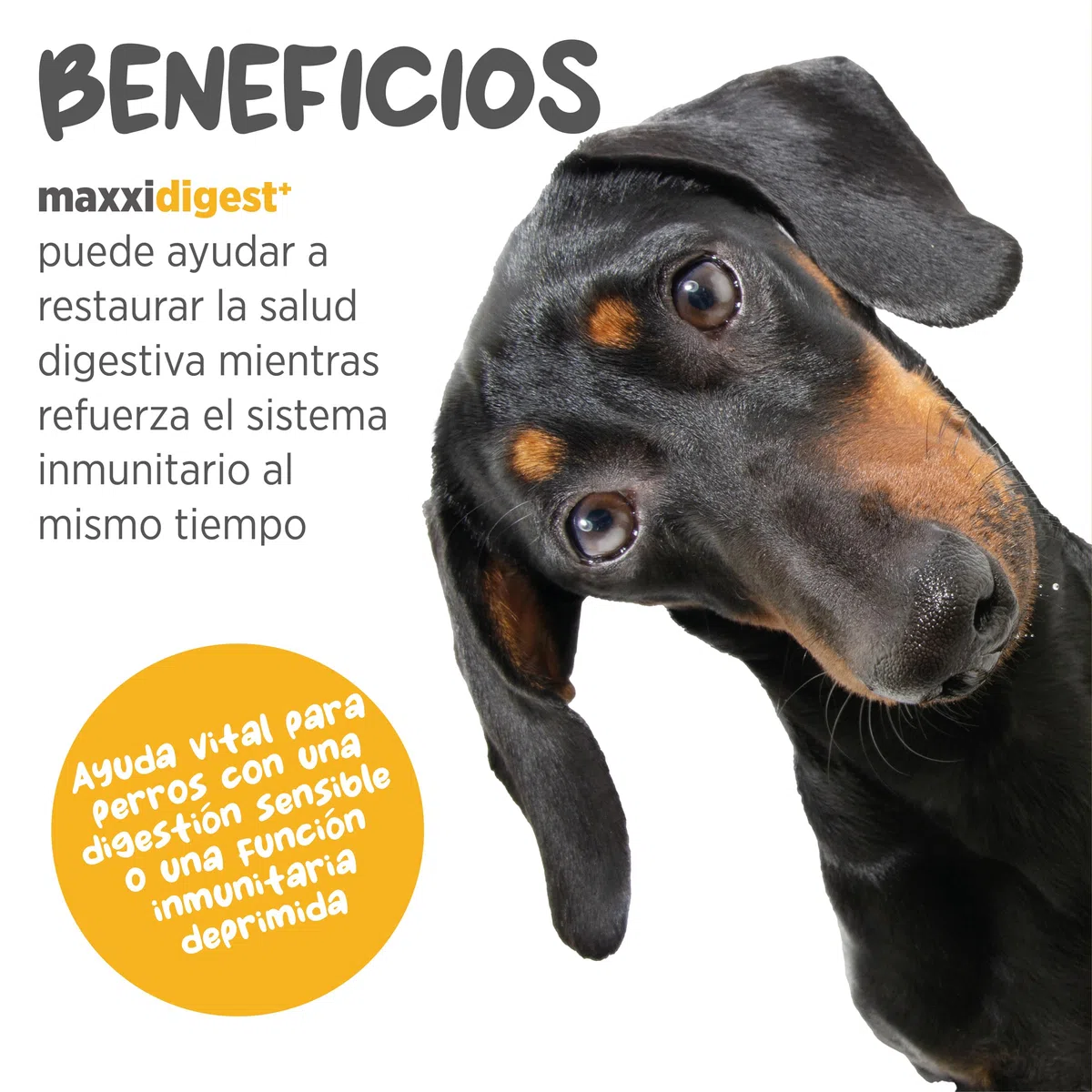 maxxipaws maxxidigest+ Prebióticos y Probióticos para Perros - Soporte Digestivo e Inmunológico - Suplemento en Polvo, 375g