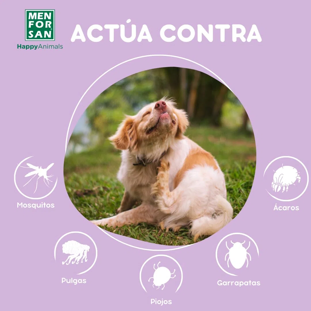 MENFORSAN Pack con 12 pipetas Anti-Insectos para Perros, con Margosa, geraniol y lavandino, con Bolsa autocierre