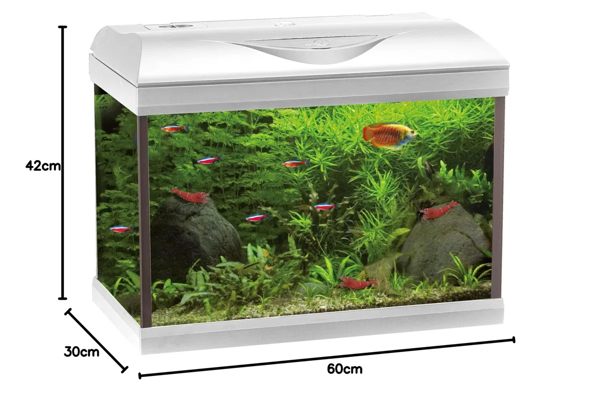 Amtra Basic 60 LED - Acuario Completo de 65 litros, iluminación LED 8500 8 W, Incluye Caja de Filtro de 150, 60 x 30 x 42 cm, Color Blanco