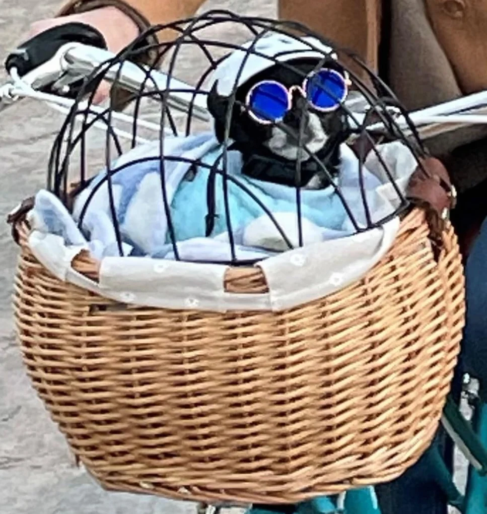 Cesta delantera de mimbre para bicicleta, cesta para manillar de bicicleta,marco de hierro, cesta de almacenamiento tejida a mano, adecuada para perros, gatos, animales pequeños