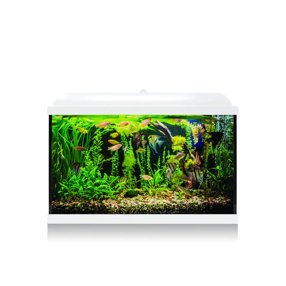 ICA KDI68B Acuario Aqua LED Pro 60L Blanco, Kit Completo con Filtro, Luz LED, Alimento para Peces, Acondicionadores, Termómetro y Termocalentador