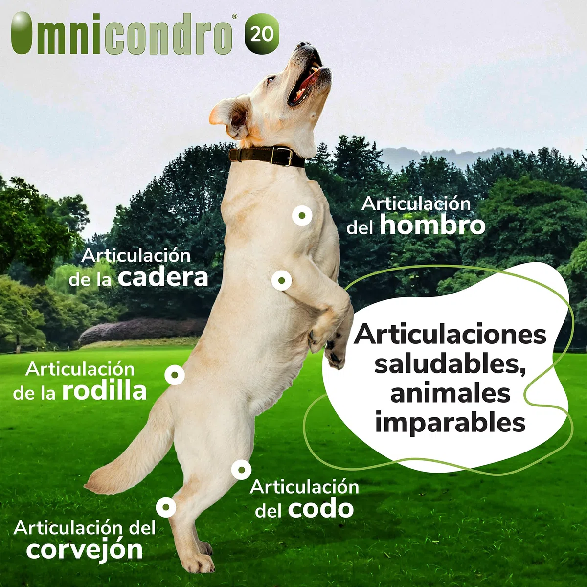Omnicondro 20 Hifarmax - Condroprotector para Perros y Gatos | Glucosamina y Condroitina para Articulaciones | Vitaminas Mascotas | Suplementos para Perros Mayores | 300 Comprimidos