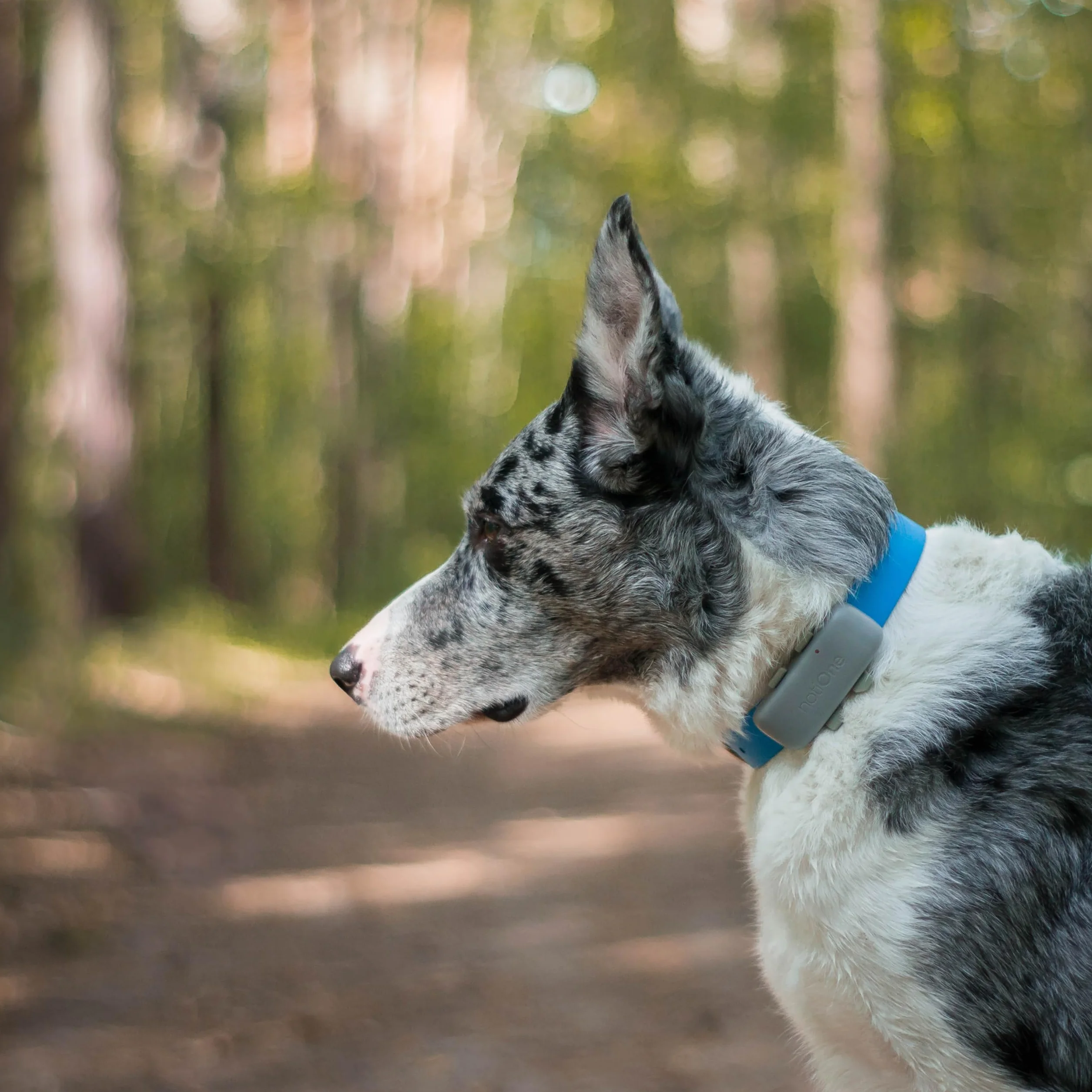 Localizador GPS para Perros Basic sin suscripción | Mini localizador GPS Perros y Gatos- Collar | Funciona en un país Europeo a elección