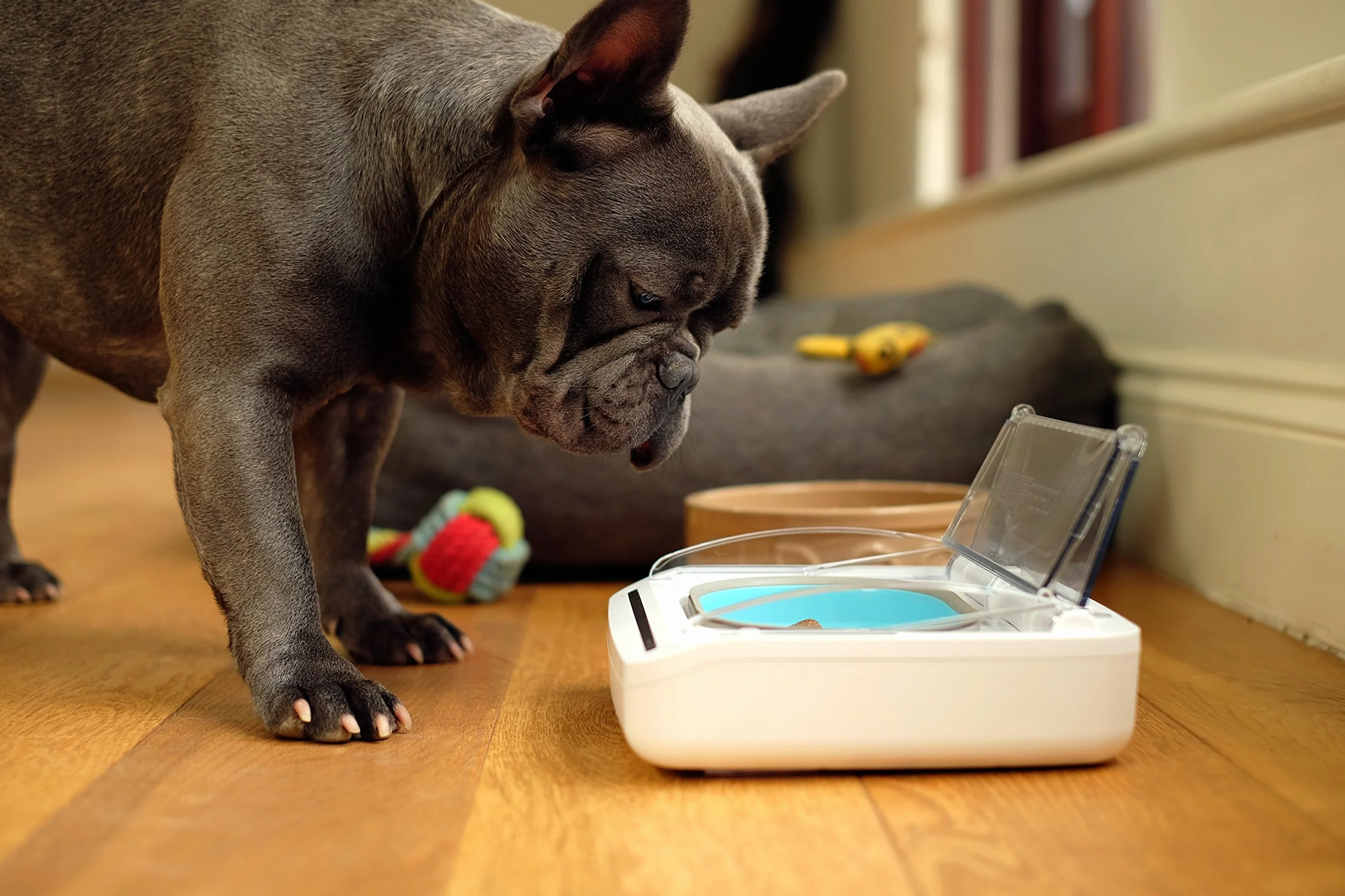 SureFeed Plato con Tapa hérmetica - Plato Sellado Color Blanco, Pet Bowl SureFeed, Cuenco para Mascotas