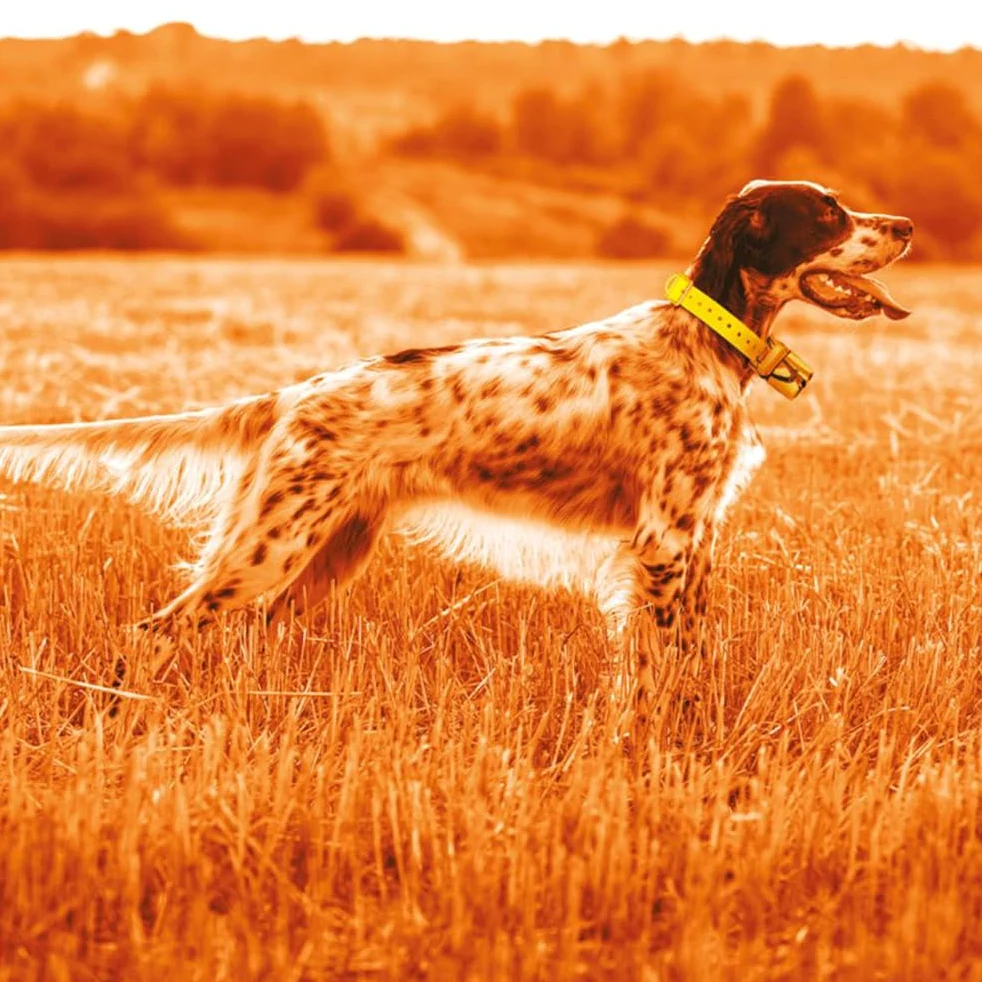 Collar adicional Beeper One GPS | Impermeable IP67 hasta 1 metro | Collar para expansión del sistema de localización | Uso fácil para perros de caza