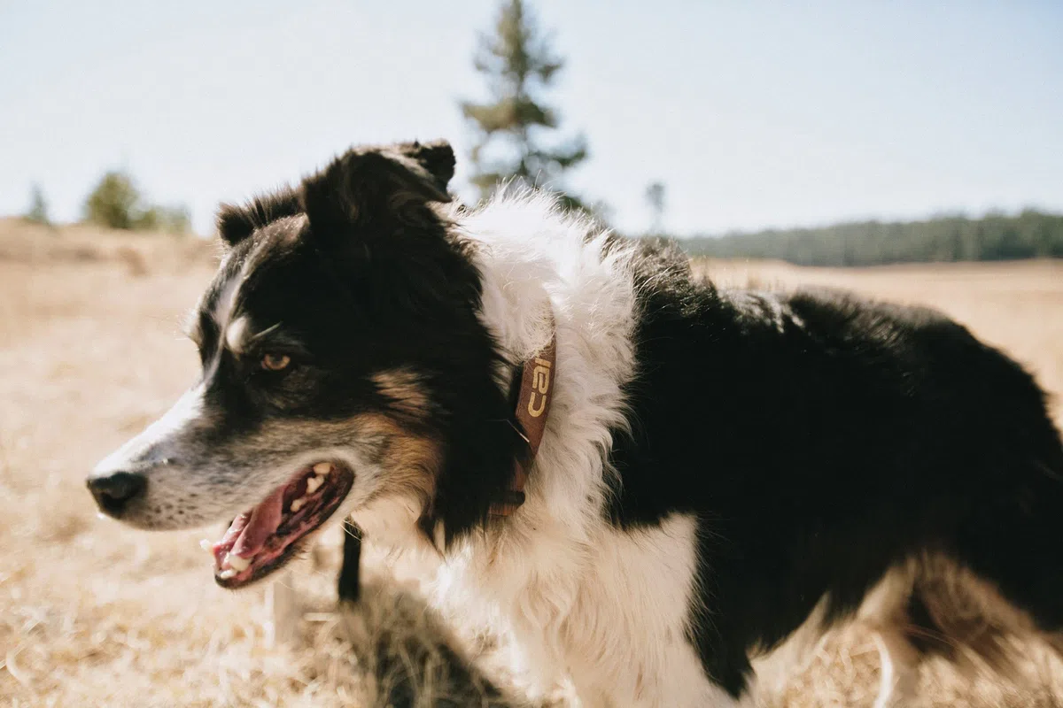 Carhartt - Correas de Nailon duraderas para Perros, Costuras Reflectantes para Mayor Visibilidad
