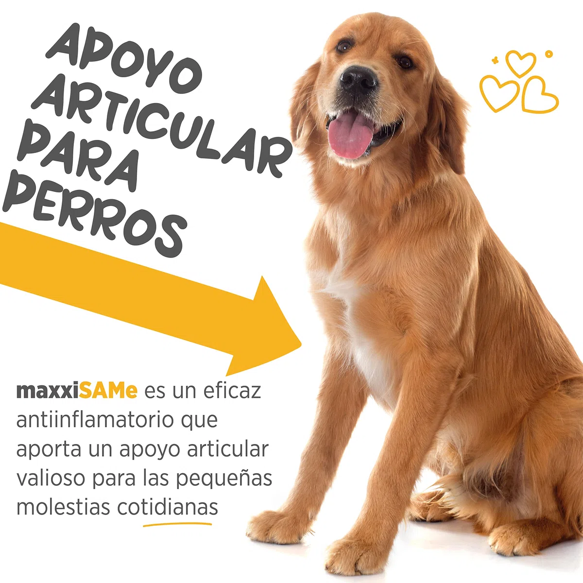 maxxipaws maxxiSAMe Suplemento en Polvo Avanzado de Sam-e – Apoyo para el Hígado, la Cognición y Las Articulaciones para Perros, 150g