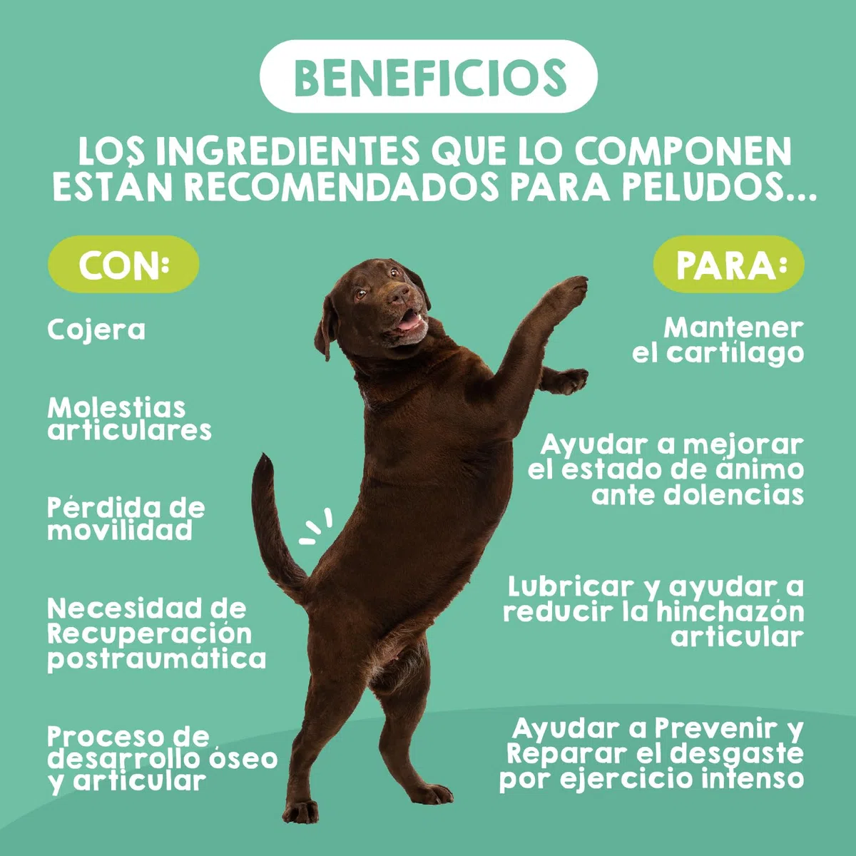 MAIKAI Condroprotector Perros Grandes y Gigantes – 120 Comprimidos – Glucosamina + Condroitina + MSM + Ácido Hialurónico – Articulaciones + Antiinflamatorio Natural