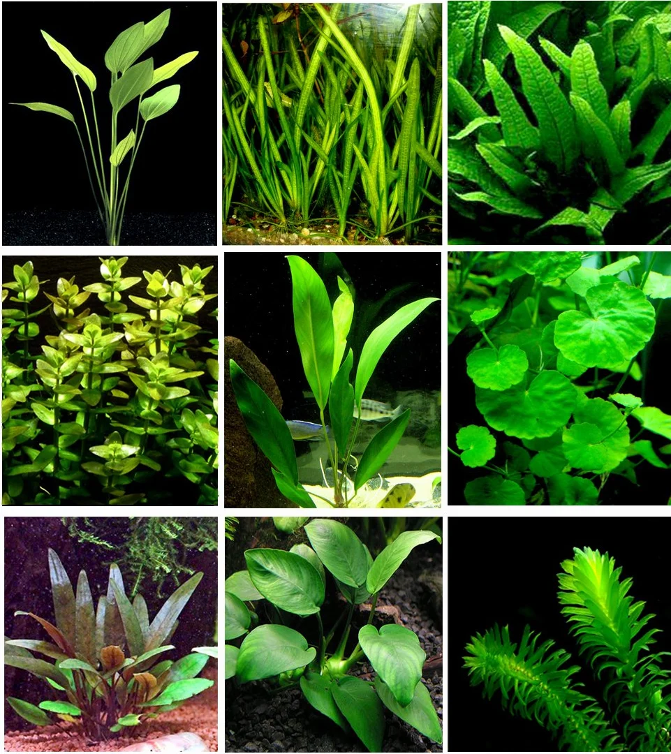 25 plantas de acuario vivas/9 tipos diferentes: espadas amazónicas, anubias, helecho de Java, Ludwigia y mucho más. Gran muestra de plantas para tanques de 10 a 15 galones