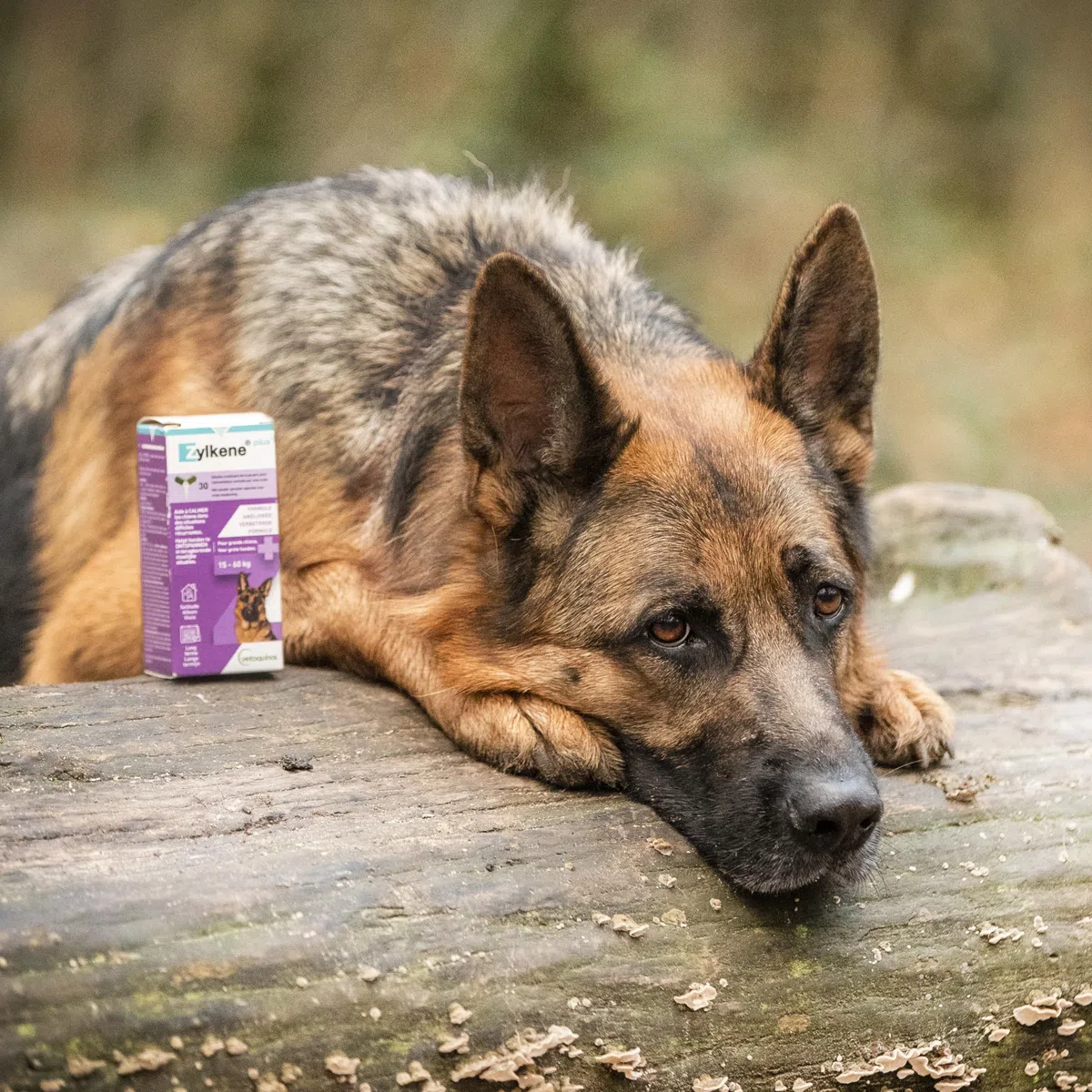 Zylkene Plus Pienso Complementario | Perros de más de 15 kg | Relajante para situaciones de malestar recurrente | 30 Cápsulas de 450 MG