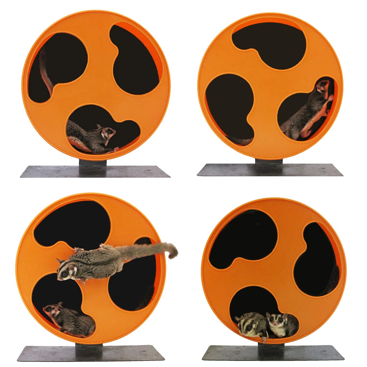 Silent Runner - Rueda Regular de 12 Pulgadas + Pista de Arena + Accesorio de Jaula - Juego de Ruedas de Ejercicio para Mascotas - para Deslizadores de azúcar, Ratas Hembra, hámsters, Ratones y Otras