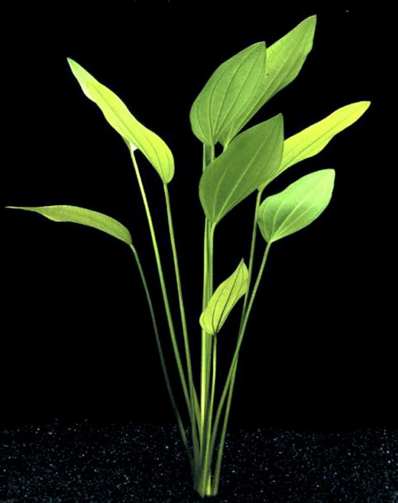 25 plantas de acuario vivas/9 tipos diferentes: espadas amazónicas, anubias, helecho de Java, Ludwigia y mucho más. Gran muestra de plantas para tanques de 10 a 15 galones