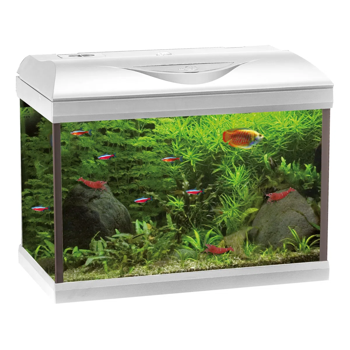 Amtra Basic 60 LED - Acuario Completo de 65 litros, iluminación LED 8500 8 W, Incluye Caja de Filtro de 150, 60 x 30 x 42 cm, Color Blanco
