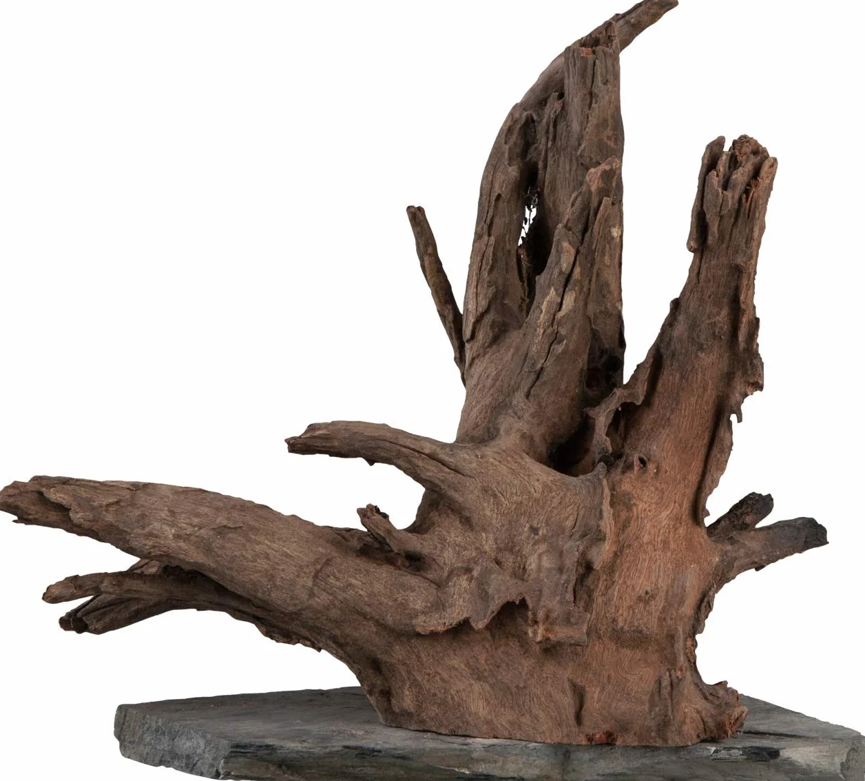 sera Scaper Wood L 30-35 cm - Madera de raíz compacta sobre Pizarra en Dos tamaños