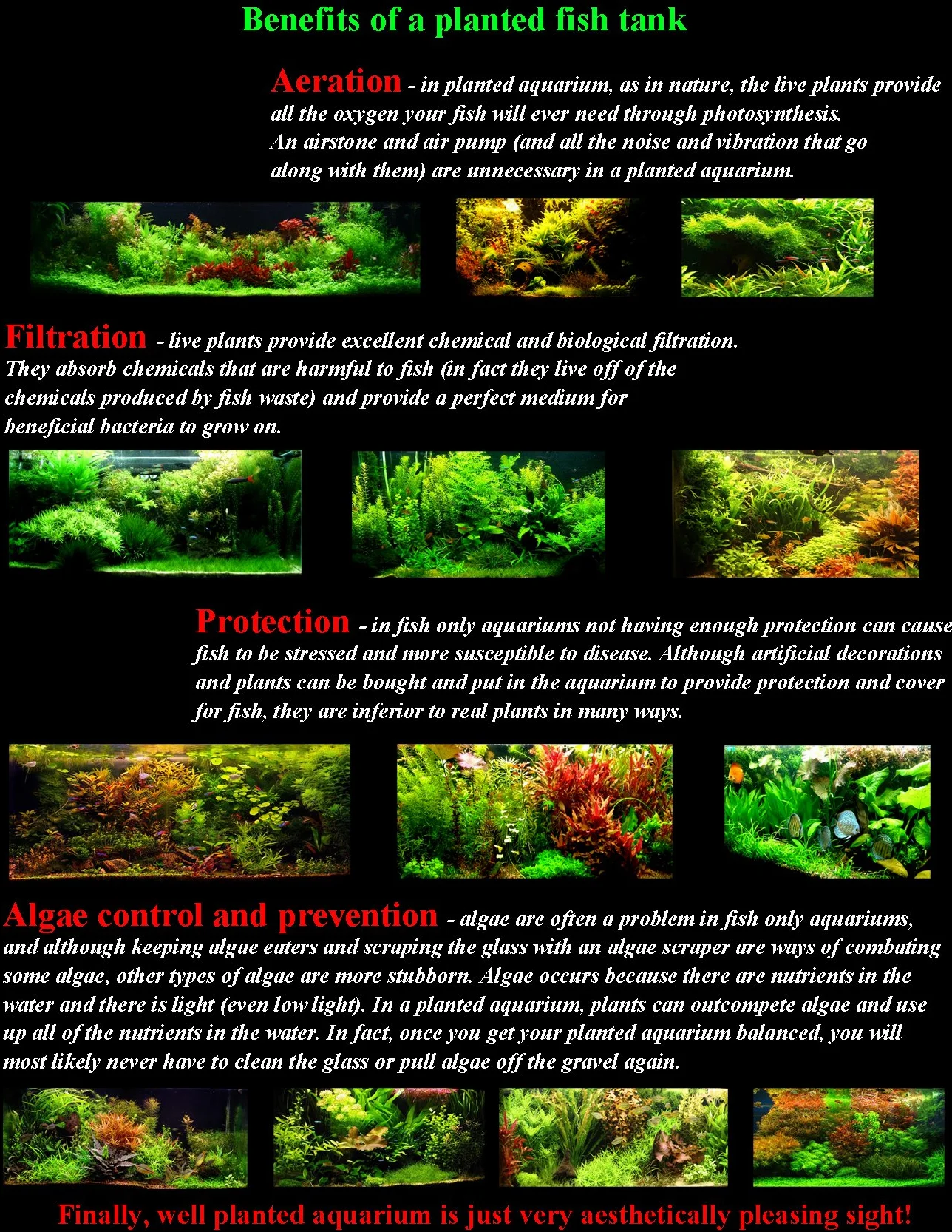 25 plantas de acuario vivas/9 tipos diferentes: espadas amazónicas, anubias, helecho de Java, Ludwigia y mucho más. Gran muestra de plantas para tanques de 10 a 15 galones