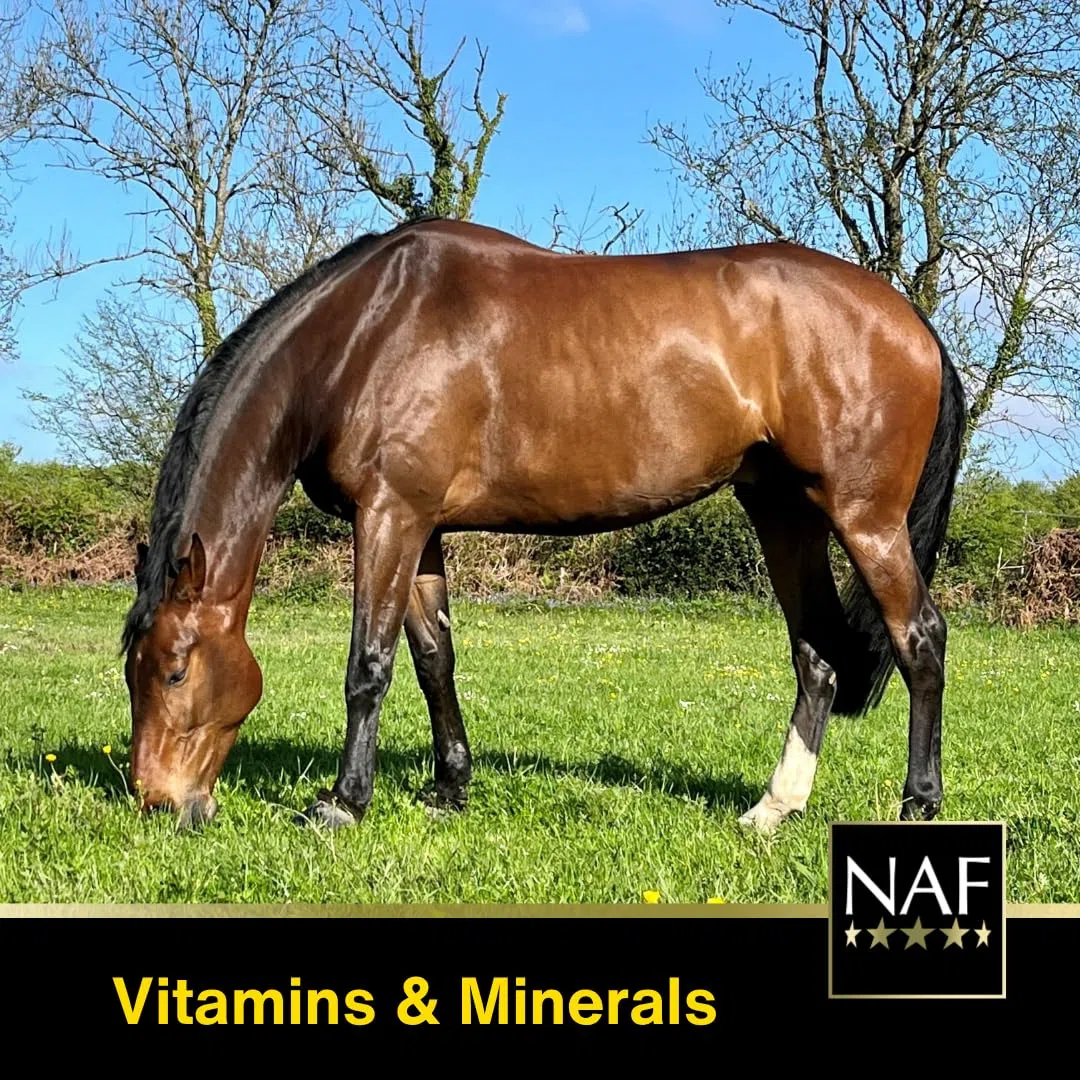 Vitamine E, Selenium Plus NAF - 1kg