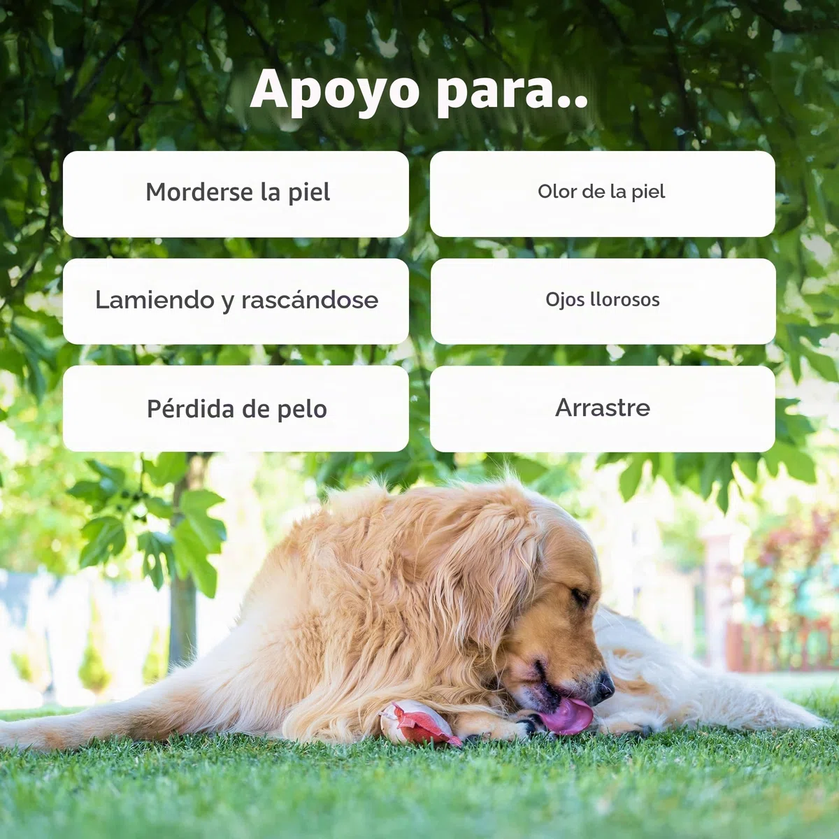 Zesty Paws Cuidado de la Piel y Pelaje de salmón con Aceite de Pescado para Perros | Apoya el Pelaje Saludable | Masticables con vitaminas y Suplementos para Perros - 90 Piezas