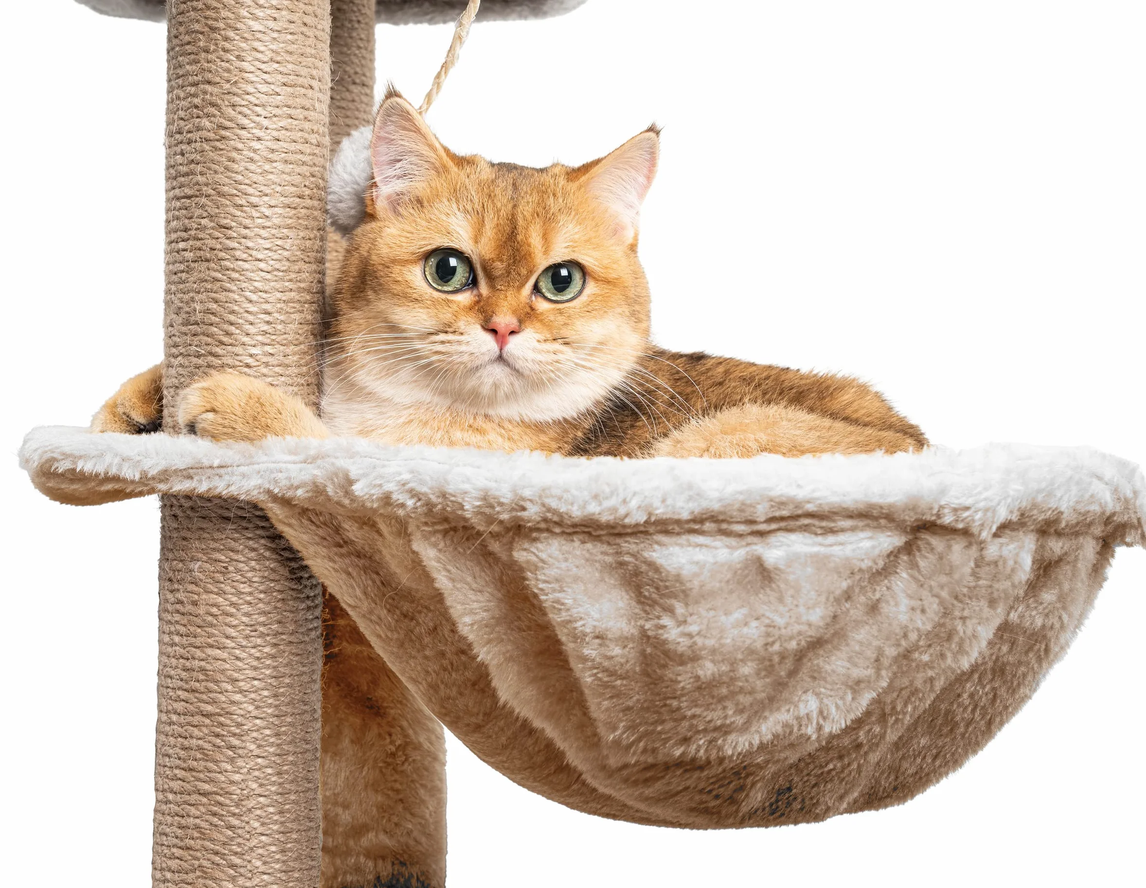 HOMIDEC Árbol Rascador para Gatos, 145cm, Torre de Escalada Estable con Varios Niveles, Actividades para Gatos con 7 Postes de sisal, 5 Plataformas, 2 nidos
