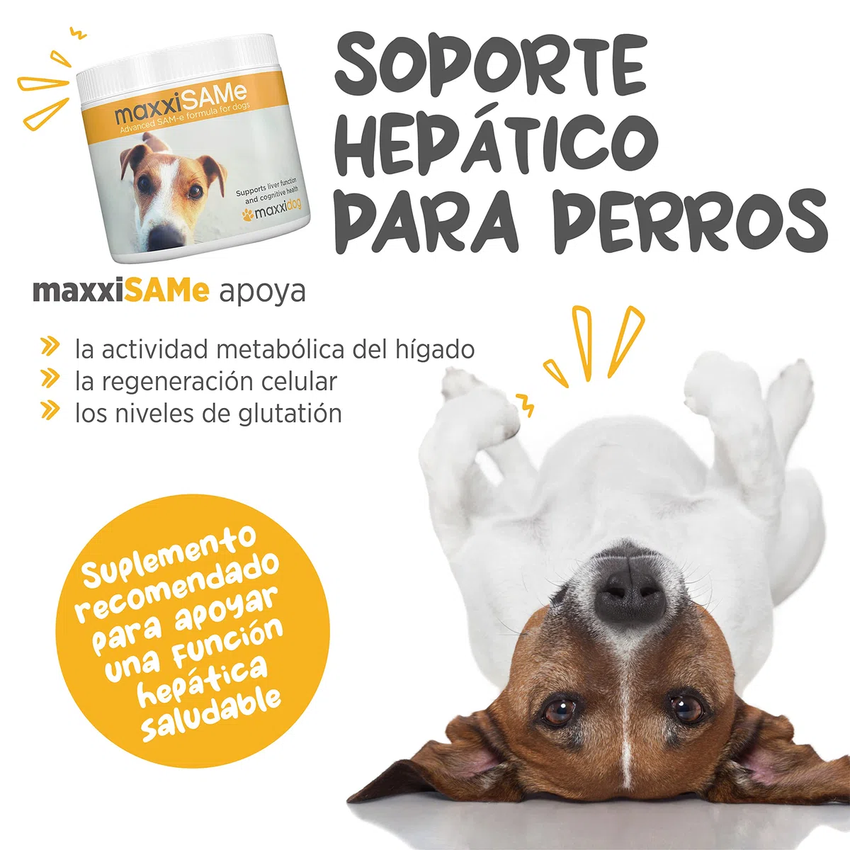 maxxipaws maxxiSAMe Suplemento en Polvo Avanzado de Sam-e – Apoyo para el Hígado, la Cognición y Las Articulaciones para Perros, 150g