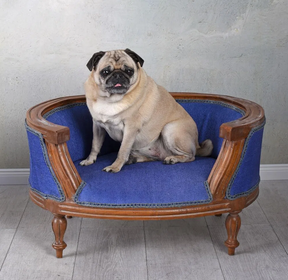 Palazzo - Cama para Mascotas, Cama para perros de madera estilo barroco, color azul, cat700g54