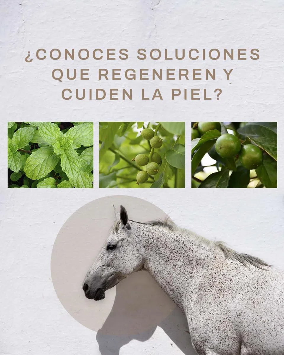 Crema Regenerante Antipicor para Caballos, Perros y Gatos MAKTUK Botanic Horses I 200 ml I. Ayuda a recuperar la Piel de tu Mascota y favorece el Crecimiento del Pelo