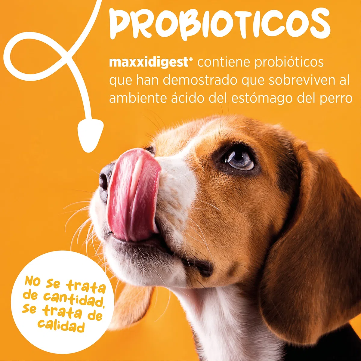 maxxipaws maxxidigest+ Prebióticos y Probióticos para Perros - Soporte Digestivo e Inmunológico - Suplemento en Polvo, 375g